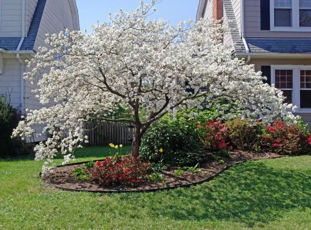 dogwood tree planted in front yard during residential landscaping