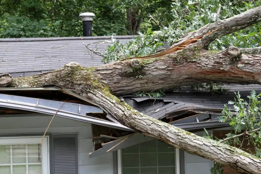 tree fallen on home damaging walls, roof, and foundation