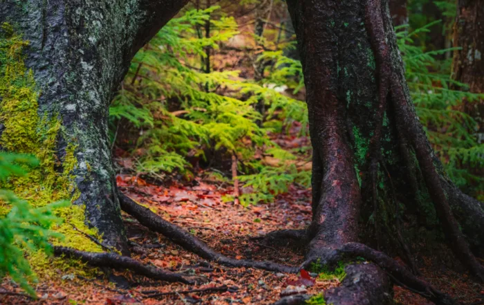 Root Barriers in Preventing Tree Damage