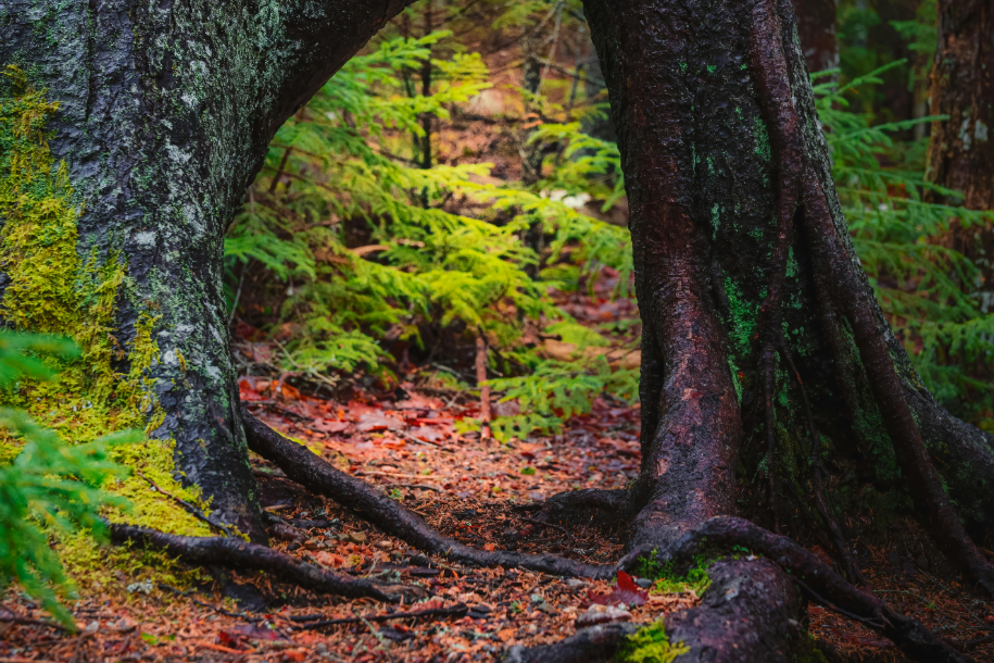 Root Barriers in Preventing Tree Damage Root Barriers in Preventing Tree Damage